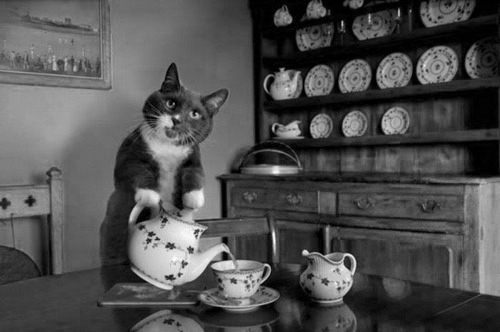 animal-black-and-white-cat-cofee-coffe-favim-com-277462